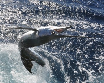 Blue marlin jumping out of water