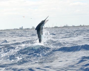 Blue Marlin jumping out of water