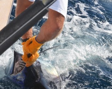 Swordfish being pulled into boat