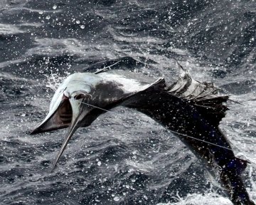 White marlin being reeled in