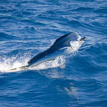 Dolphin Fish (Mahi Mahi)